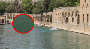 Balıklıgöl’deki balık ölümleriyle ilgili valilikten flaş açıklama!