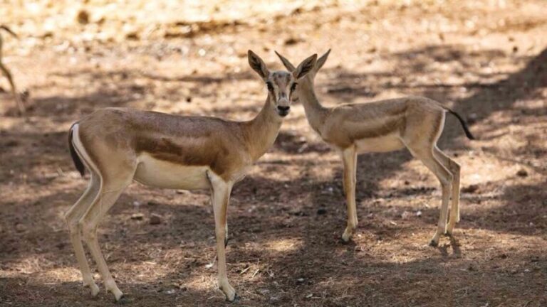 Ceylanpınar’daki koruma altındaki ceylanlarla ilgili flaş iddia