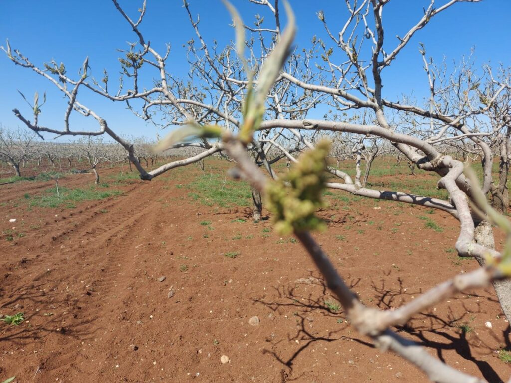 Şanlıurfa’da Gece yaşanan don ekinleri vurdu