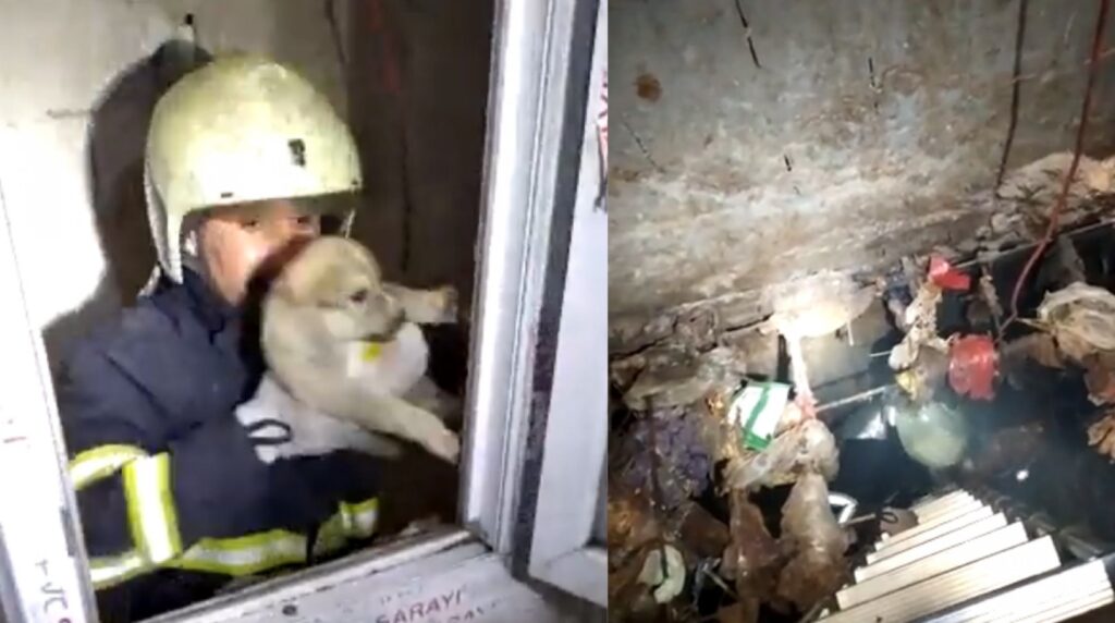 Eyyübiye’de İtfaiye ekipleri ‘boncuk’ için seferber oldu