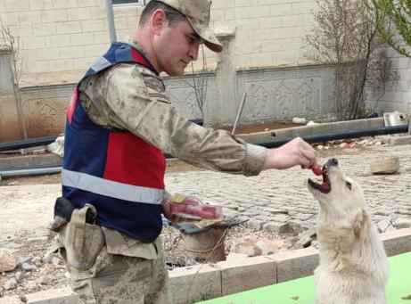Suruç’ta Jandarma ekipleri sokak hayvanlarının ihtiyaçlarını karşıladı