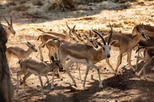 Mahmut Tanal’ın ceylanların kesildiği iddiasına TİGEM’den yanıt!