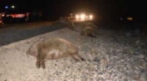 Siverek’te tanker koyun sürüsüne daldı