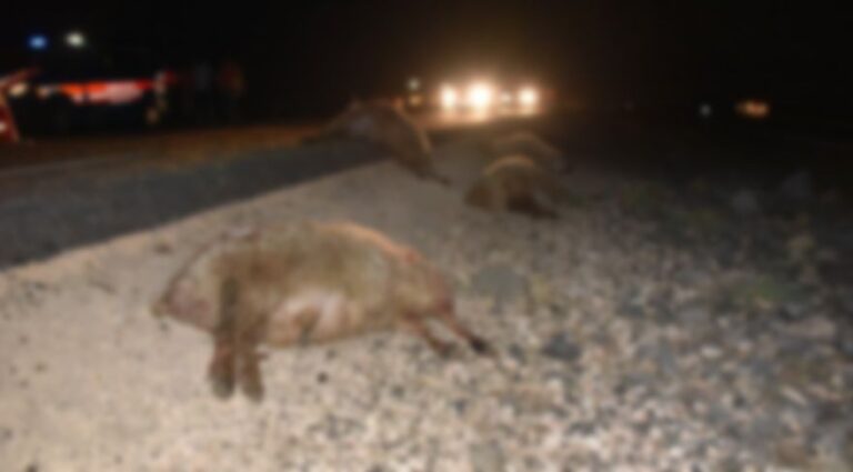 Siverek’te tanker koyun sürüsüne daldı