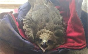 Siverek’te yaralı kara çaylak kuşu bulundu