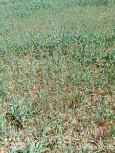 Urfalı çiftçi dert yandı: Su verilmese ekinler kuruyacak