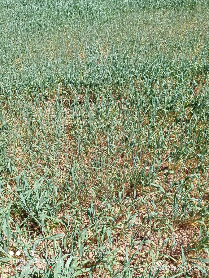 Urfalı çiftçi dert yandı: Su verilmese ekinler kuruyacak