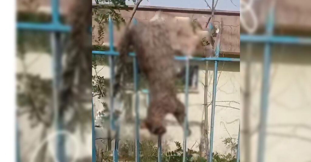 Şanlıurfa’da Vahşice öldürülen kediyi demir parmaklıklara astılar!