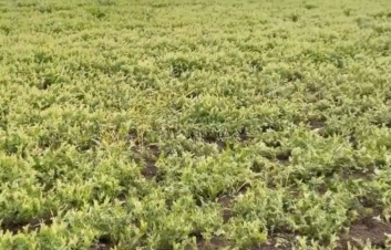 Şanlıurfa çiftçisinin beklediği müjde geldi! Pazartesi günü yağmur var