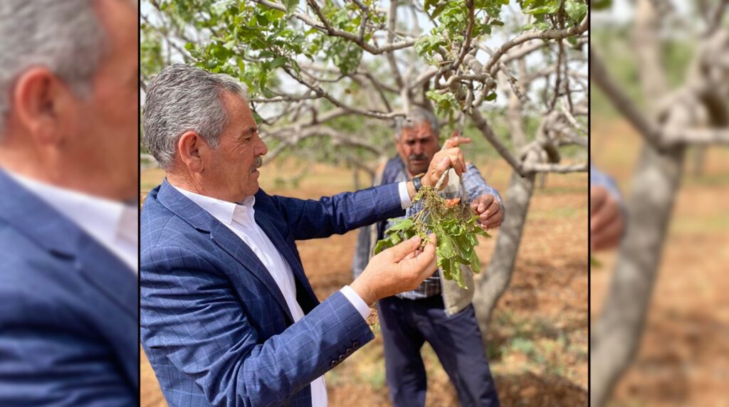 Bozova’da Zirai don vurdu! Fıstık bahçelerinde zarar büyük