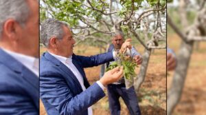 Bozova’da Zirai don vurdu! Fıstık bahçelerinde zarar büyük  