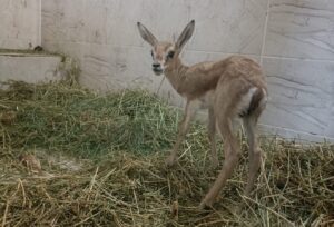 Arama noktasında aracın bagajında bulundu