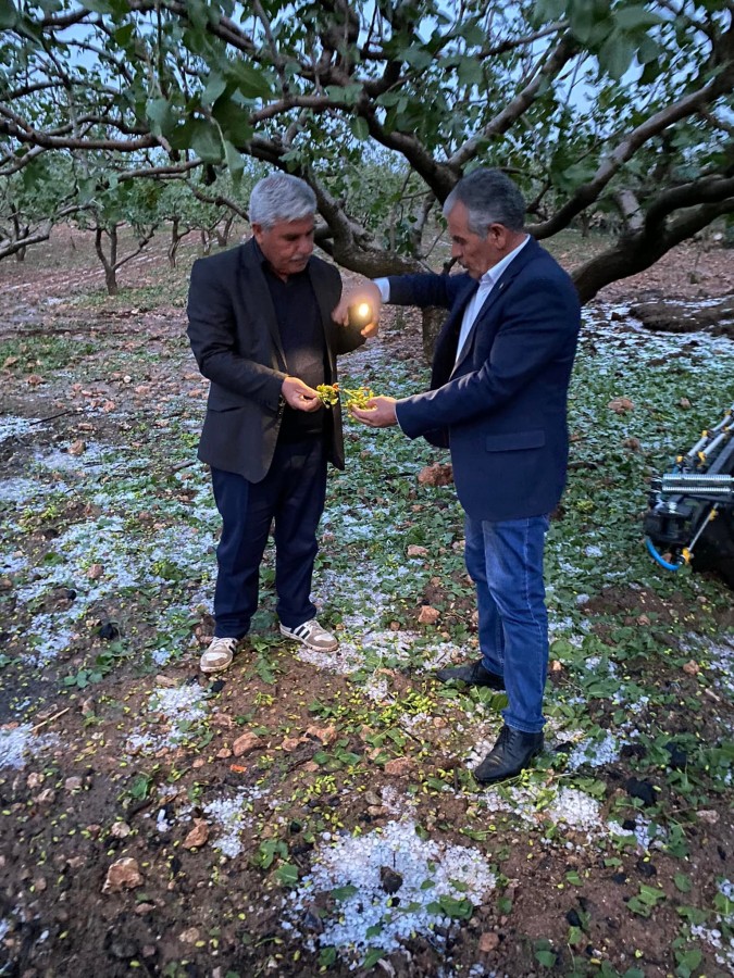 Bozova’da dolu fıstık bahçelerini vurdu!