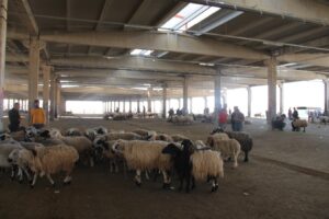 Bu yıl kurbanlıklar cep yakıyor