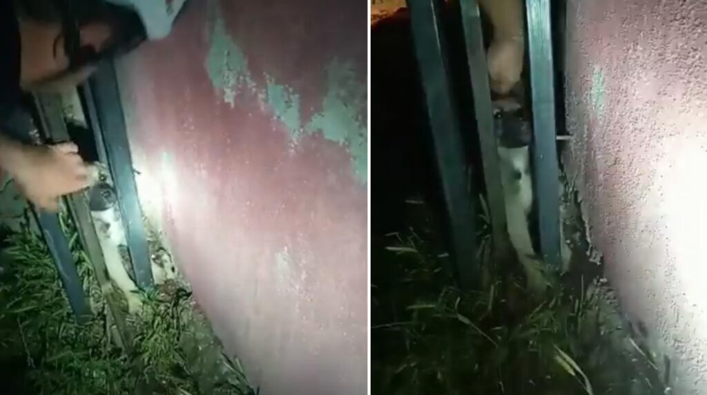 Haliliye’de Demir parmaklıklara sıkışan köpek kurtarıldı