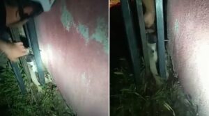 Haliliye’de Demir parmaklıklara sıkışan köpek kurtarıldı