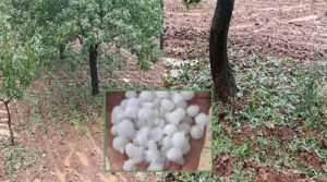 Halfeti’de sağanak ve dolu sonrası tarlalarda hasar tespiti yapılacak