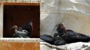 Birecik’te kelaynaklar yumurtadan çıktı büyümeye başladı!