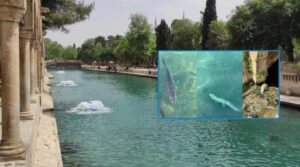 Kent Konseyi’nden Balıklıgöl’deki balık ölümlerine ilişkin açıklama