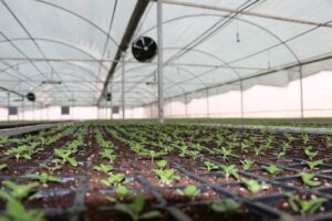 Şanlıurfa’da çiçek üretimi