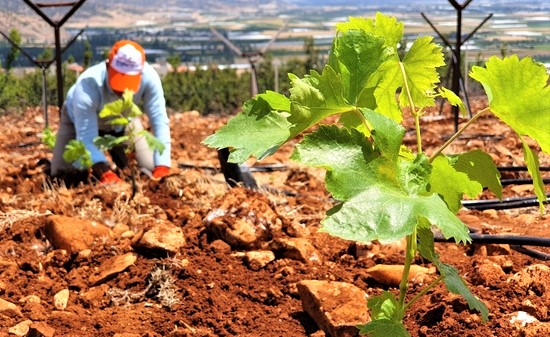 Şanlıurfa’daki bağ evlerinin bağı gitti evi kaldı!
