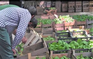 Şanlıurfa’da Sebze fidesine talep arttı