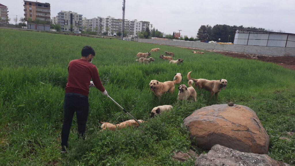 Siverek’te sokak köpekleri toplatılıyor