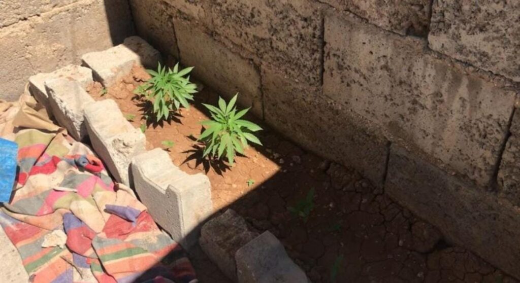 Suruç’ta onlarca kök keneviri ele geçirildi