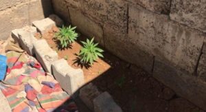 Suruç’ta onlarca kök keneviri ele geçirildi