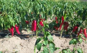 Urfa biber üretiminde önemli yere sahip