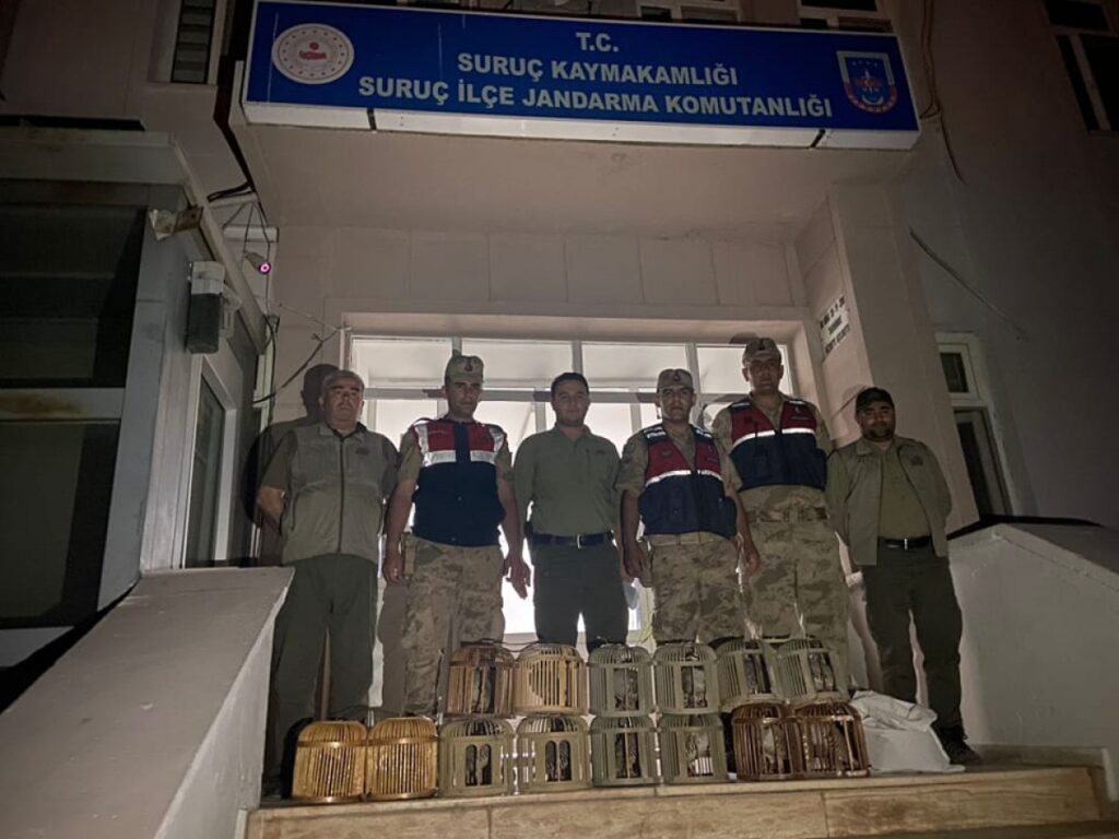 Suruç’ta 14 kınalı keklik ele geçirildi