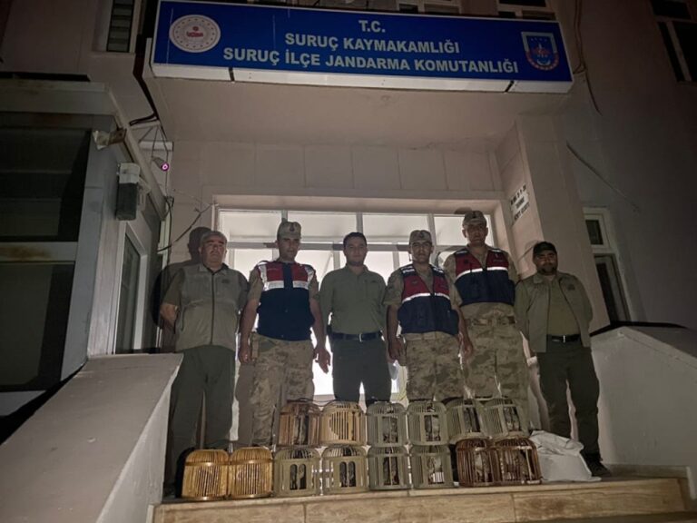 Suruç’ta 14 kınalı keklik ele geçirildi