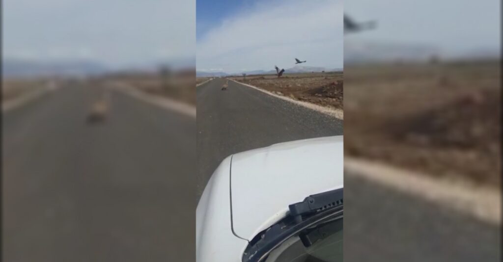 Urfa’da dolu sonrası akbabalara ziyafet!