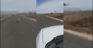 Urfa’da dolu sonrası akbabalara ziyafet!