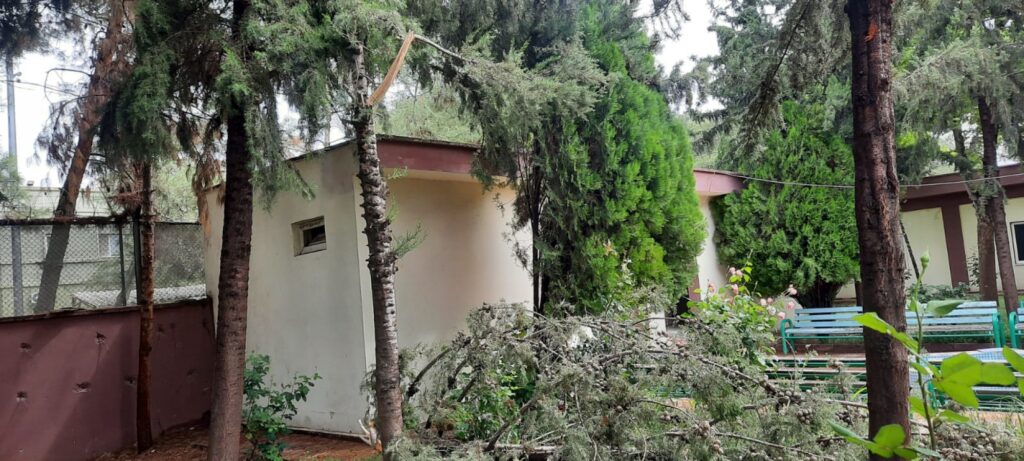 Urfa’da yıldırım düştü, ağaç ikiye bölündü