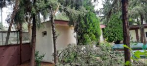 Urfa’da yıldırım düştü, ağaç ikiye bölündü