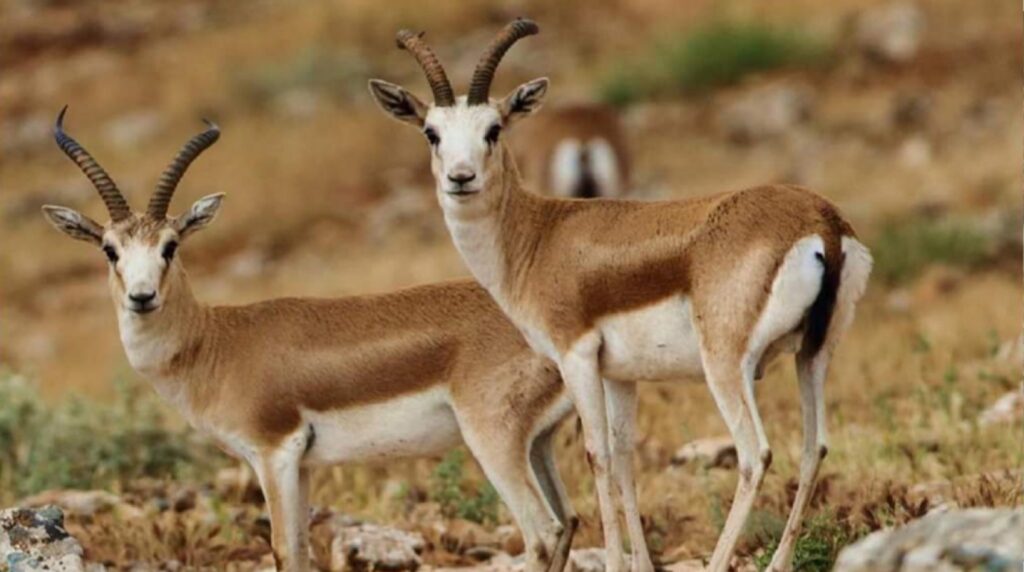 Ceylan vurmanın cezası ağır!