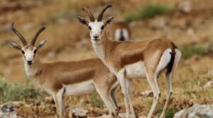 Ceylan vurmanın cezası ağır!