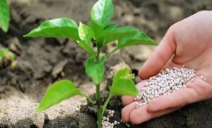 Gübre fiyatlarına zam