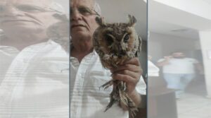 Siverek’te nesli tükenme tehlikesi altında olan baykuş yaralı halde bulundu