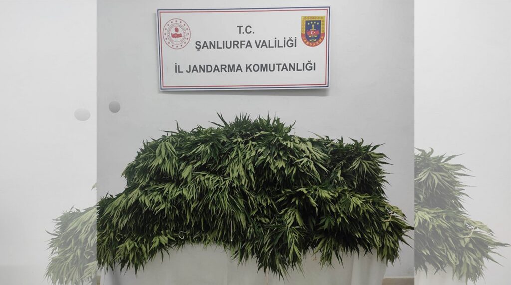 Suruç’ta jandarmadan kenevir operasyonu