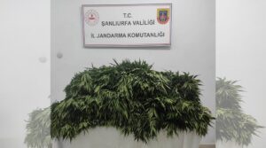 Suruç’ta jandarmadan kenevir operasyonu