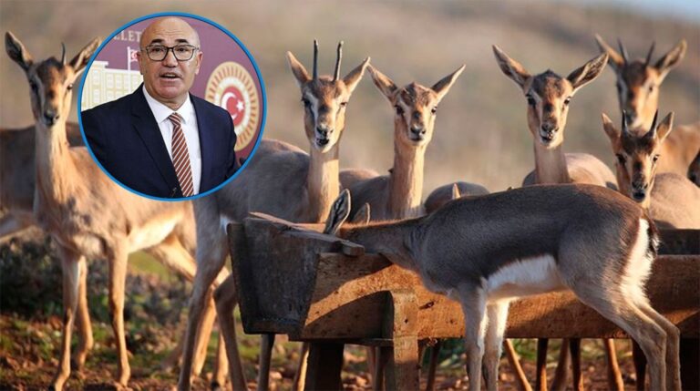 Ceylanpınar TİGEM’de kilosu 33 liradan ceylan eti satıyor iddiası!