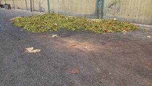 Şanlıurfa’da esnaf biberleri istedikleri fiyata satamayınca çöpe atıyor!