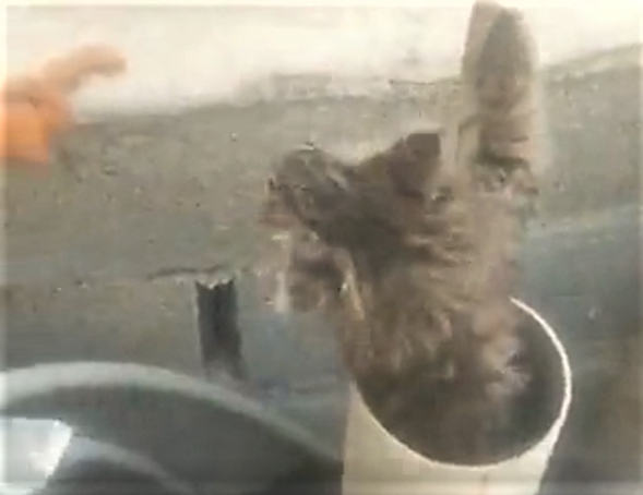 Eyyübiye’de kedi kurtarma operasyonu!