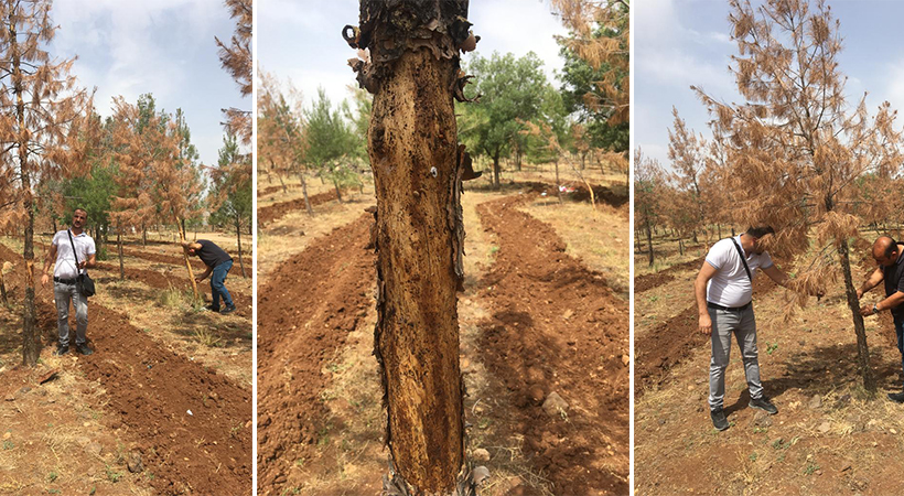 Viranşehir’de uzmanlar kuruyan ağaçların nedenini inceledi