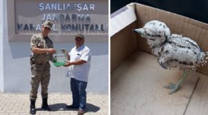 Bozova’da yaralı halde yavru kocagöz kuşu bulundu