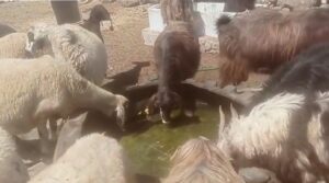 Urfa’nın İlçesinde hayvanlar susuz kaldı!