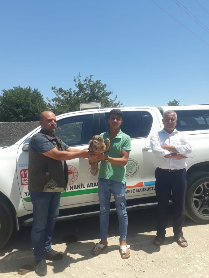 Bozova’da bulunan yaralı puhu kuşu tedavi altına alındı