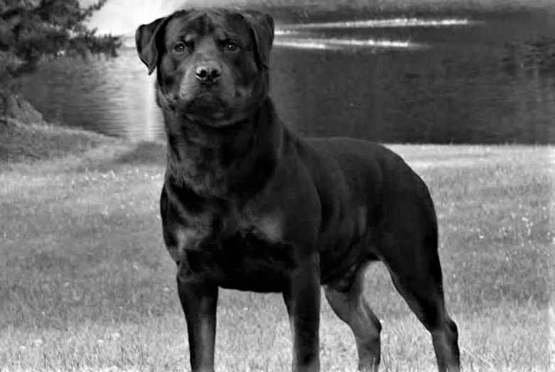 Danıştay’dan tehlikeli köpek ırkı için önemli karar!